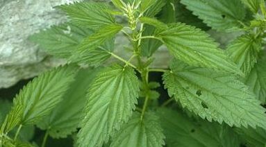 биљне децокције за лечење проширених вена