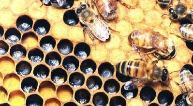 лечење проширених вена пчелињим производима