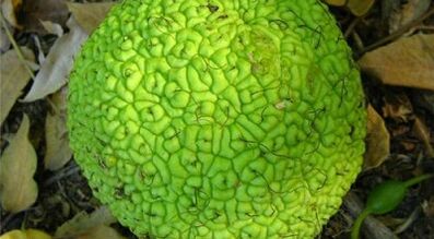 рецепти за инфузије за лечење проширених вена